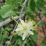 Grewia tenax Blomma