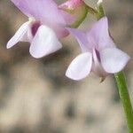 Vicia parviflora Blomma