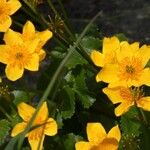 Caltha palustrisFlor