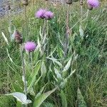 Cirsium heterophyllum Leaf