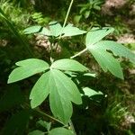 Aquilegia atrata Leaf