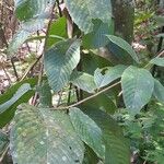 Tetracera scandens ഇല