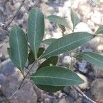 Guioa glauca Hoja