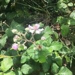 Rubus ulmifoliusFlower