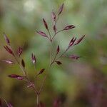 Agrostis pilosula 花