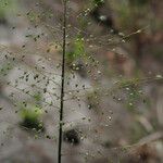 Panicum hirtum Flower