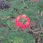 Caesalpinia pulcherrima Flower