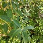 Buddleja davidiiLeaf