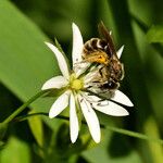 Stellaria graminea Fula
