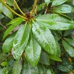 Rhododendron williamsianum 葉
