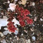 Crassula tillaea 花