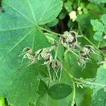 Rubus parviflorus Fruit