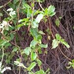 Fallopia baldschuanica Leaf