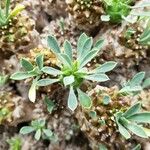 Euphorbia bupleurifolia Blatt