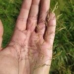 Agrostis stolonifera Flower