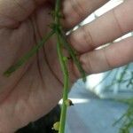 Psilotum nudum Leaf