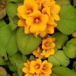 Lysimachia congestiflora Flor
