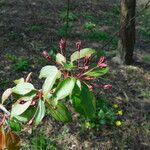 Malus × floribunda Листок