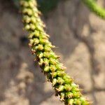Plantago major Плод