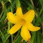 Hemerocallis lilioasphodelus Flower