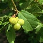 Grewia pachycalyx Fruit