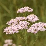 Achillea × roseoalbaFlower