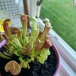 Sarracenia psittacina Yaprak