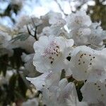 Rhododendron morii Blüte