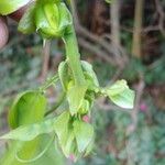 Passiflora alata 葉