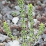 Sideritis montana Habitat