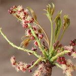 Sclerocarya birrea Цвят