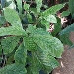 Psychotria nervosa List