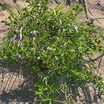 Potentilla intermedia Blad