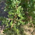 Quercus garryana Leaf