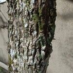 Ipe roxoBark