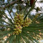 Pinus thunbergii Flower