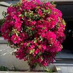 Bougainvillea glabraÕis