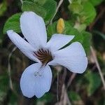 Barleria robertsoniae Цветок