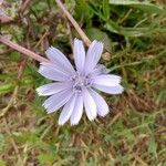 Cichorium intybusΛουλούδι