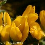 Genista pulchella Blüte