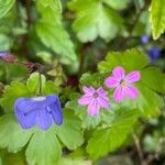 Geranium lucidum Blomma