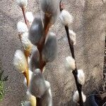Salix discolor Flor