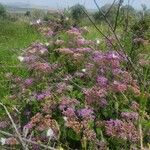 Vernonia brachycalyx Λουλούδι