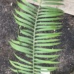 Encephalartos villosus Leaf
