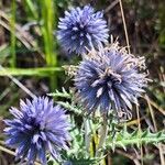 Echinops ritroBlodyn