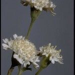 Chaenactis stevioides Kvet