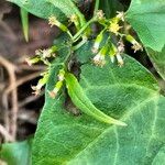 Senecio deltoideus Blomst