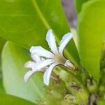 Scaevola taccada Floare