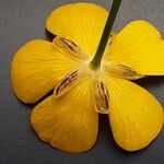 Ranunculus acris Çiçek