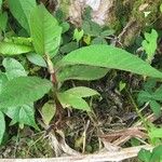 Cecropia insignis Hoja